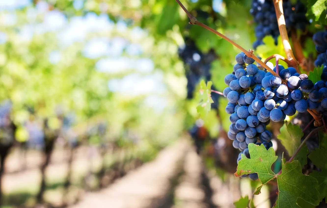 Photo wallpaper leaves, light, blue, harvest, fruit, grapes, vineyard, a number