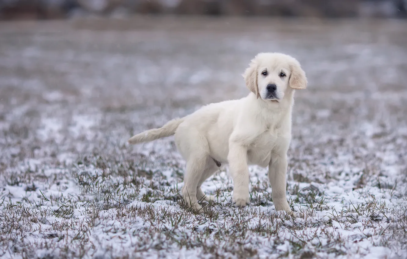 Photo wallpaper winter, field, white, look, snow, pose, paw, dog