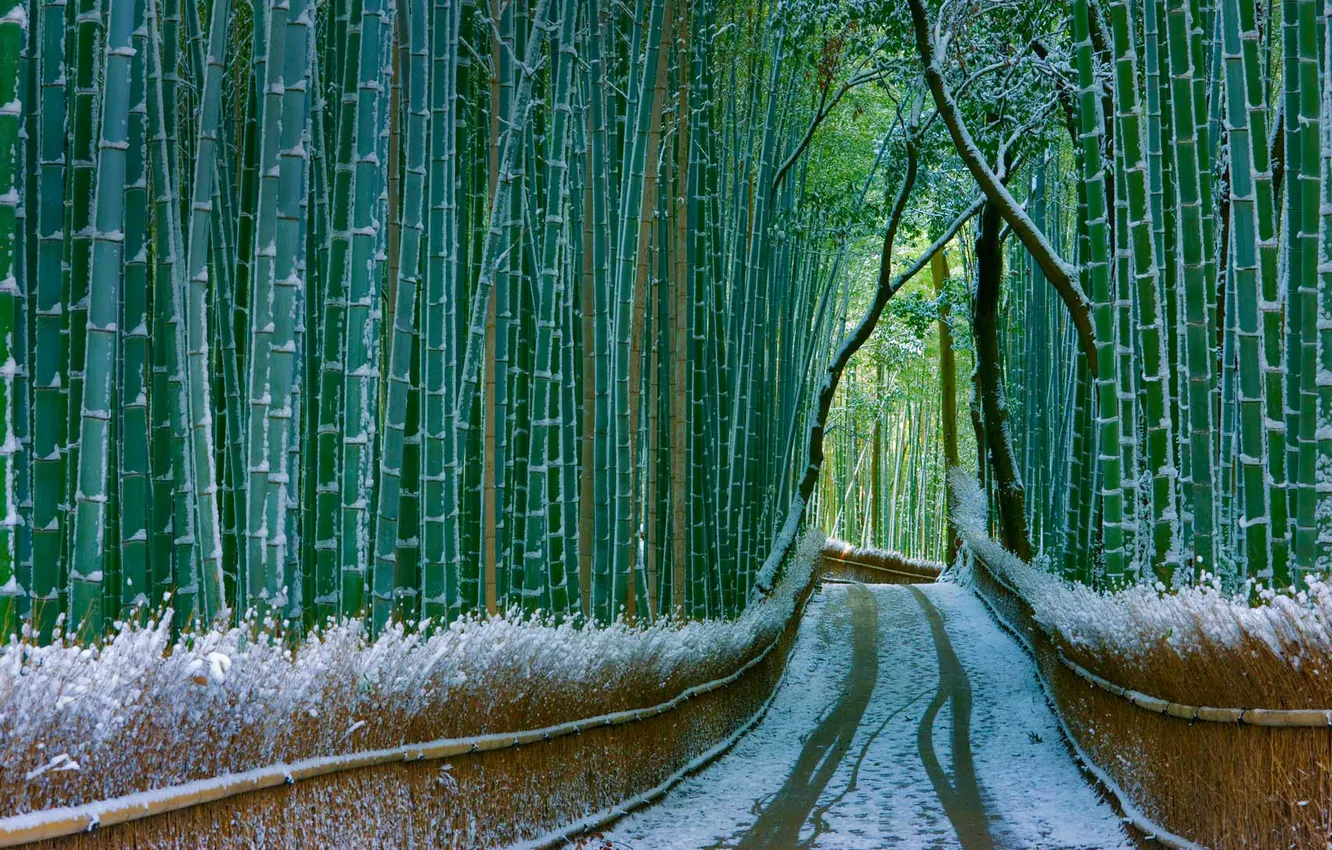 Photo wallpaper road, snow, bamboo, Japan, Kyoto, Arashiyama
