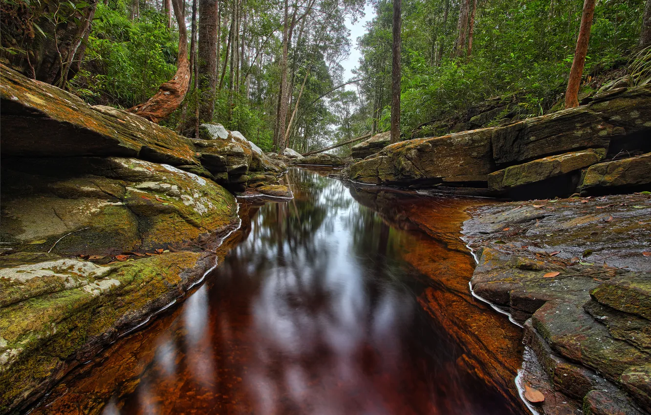 Photo wallpaper forest, water, trees, stones, rocks