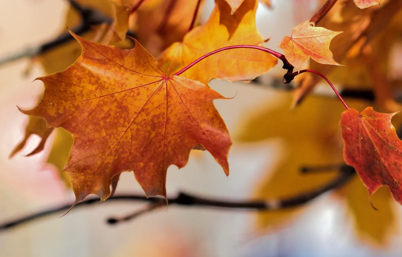 Photo wallpaper autumn, leaves, nature, color