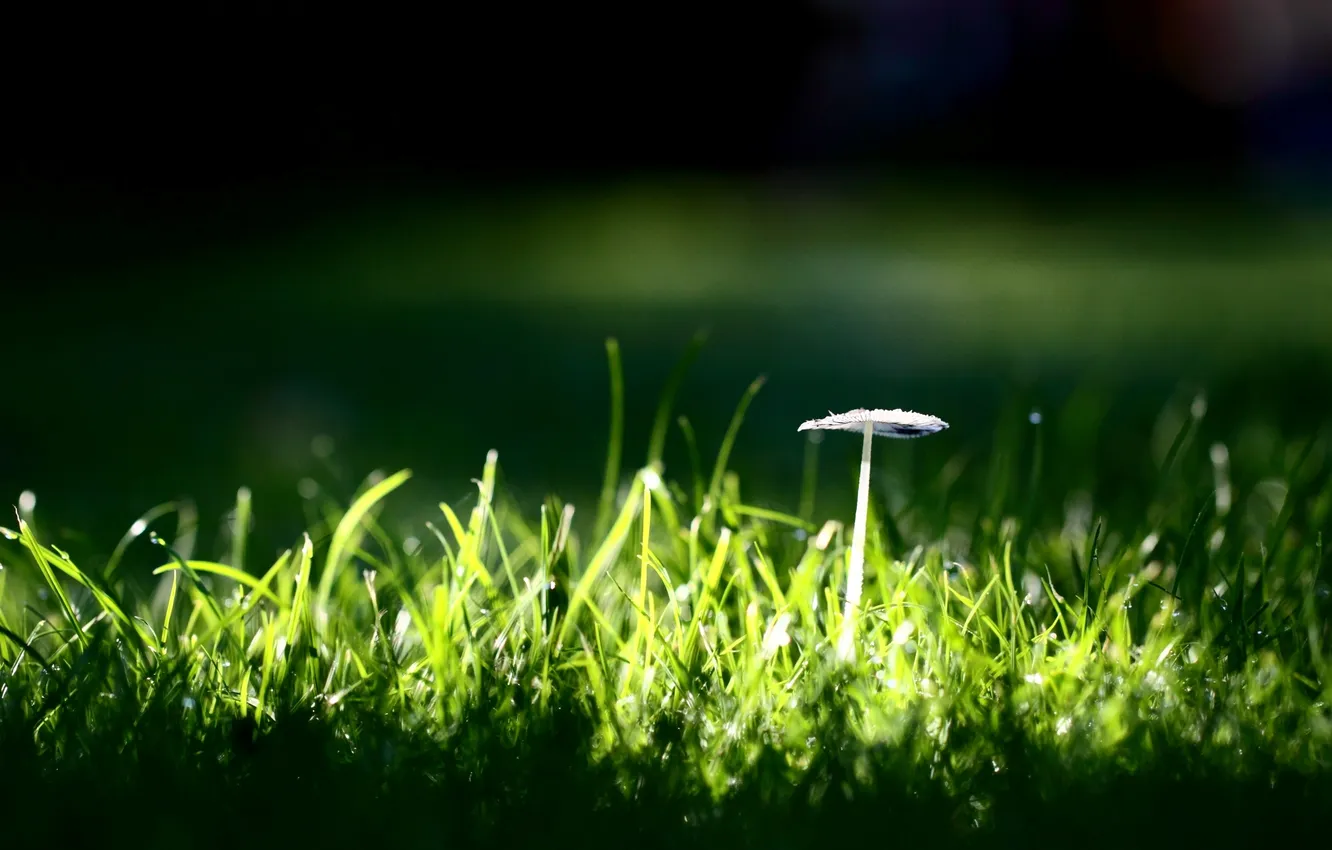 Photo wallpaper greens, grass, macro, nature, background, green, Wallpaper, mushrooms