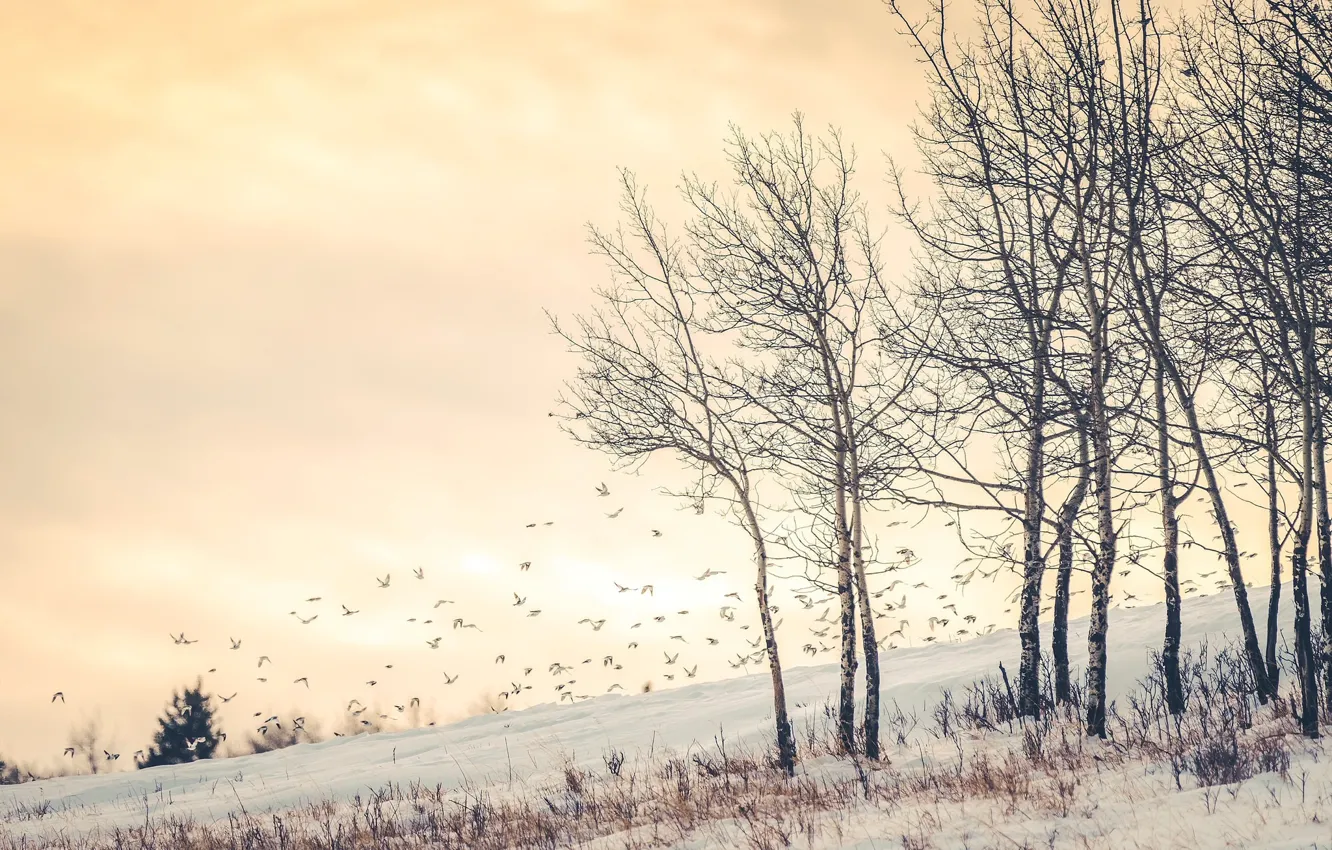 Photo wallpaper winter, bird, birch