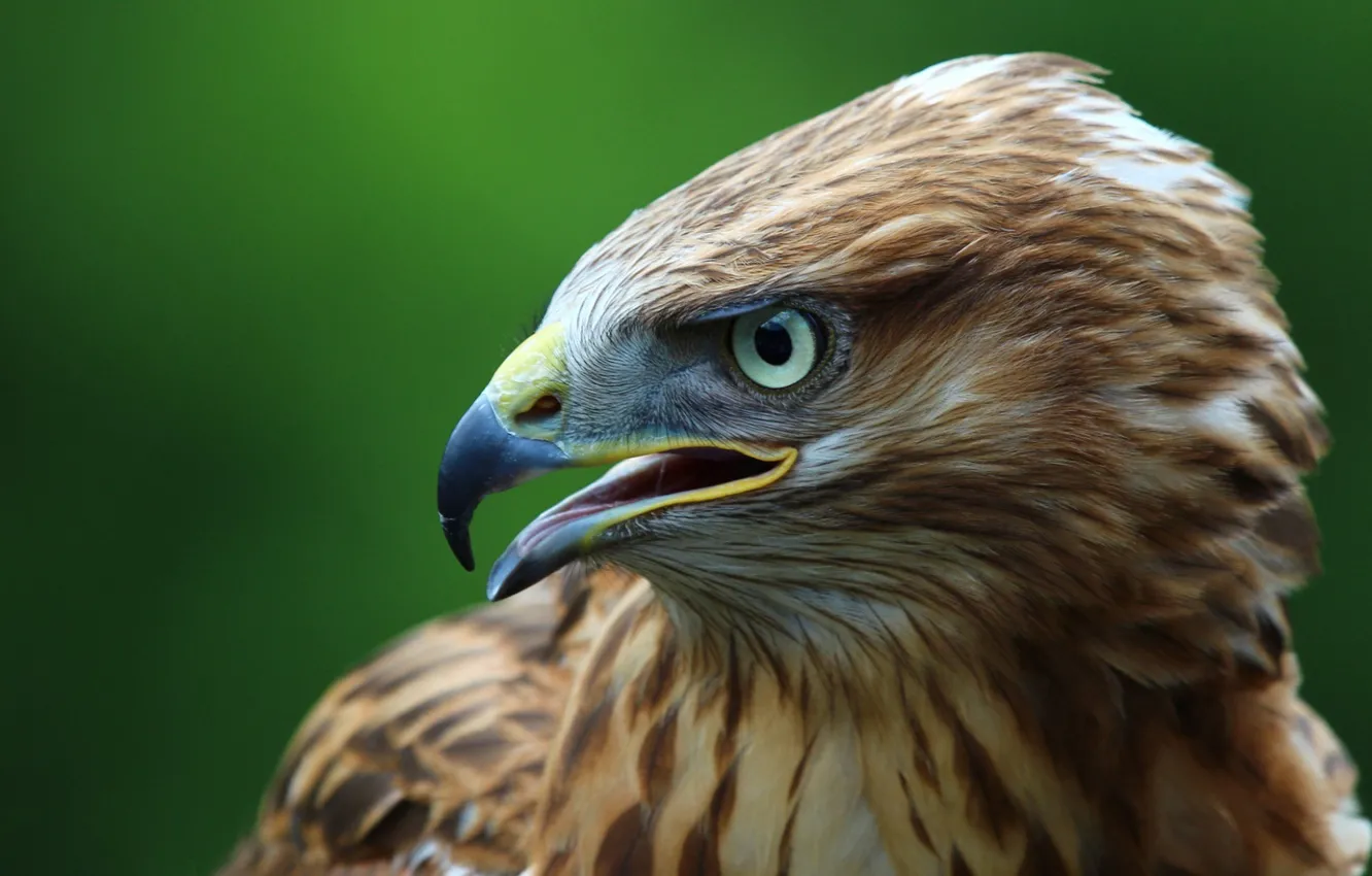 Photo wallpaper sky, birds, Buzzard