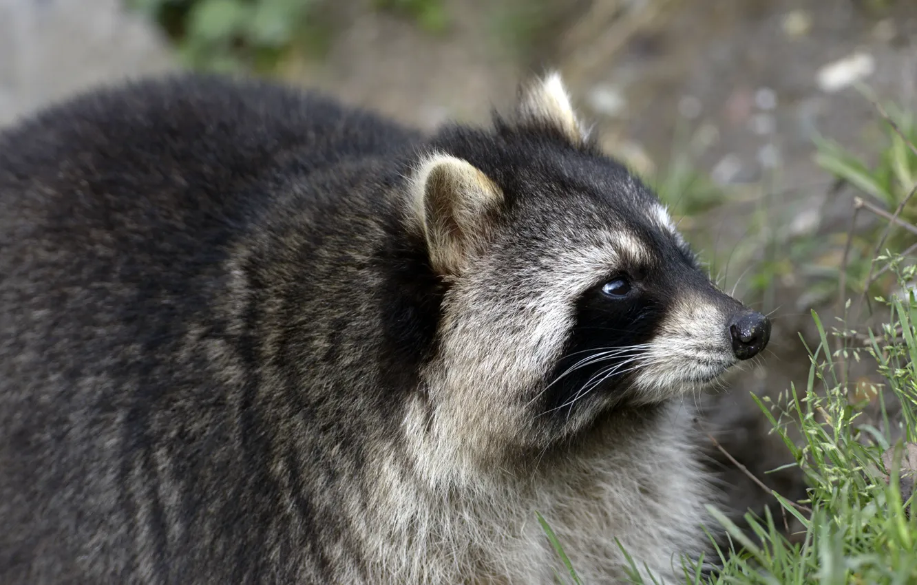 Photo wallpaper face, raccoon, profile