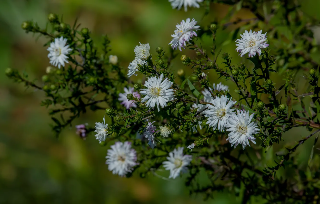 Photo wallpaper nature, flowers, autumn, bokeh effect