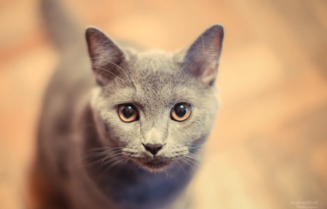 Photo wallpaper cat, cat, kitty, British, Russian blue