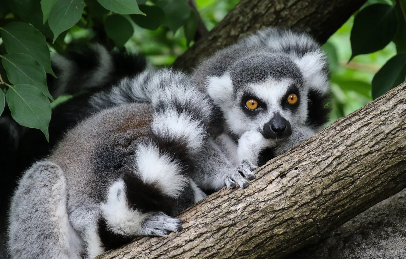 Photo wallpaper look, face, leaves, trees, nature, pose, tail, lemur