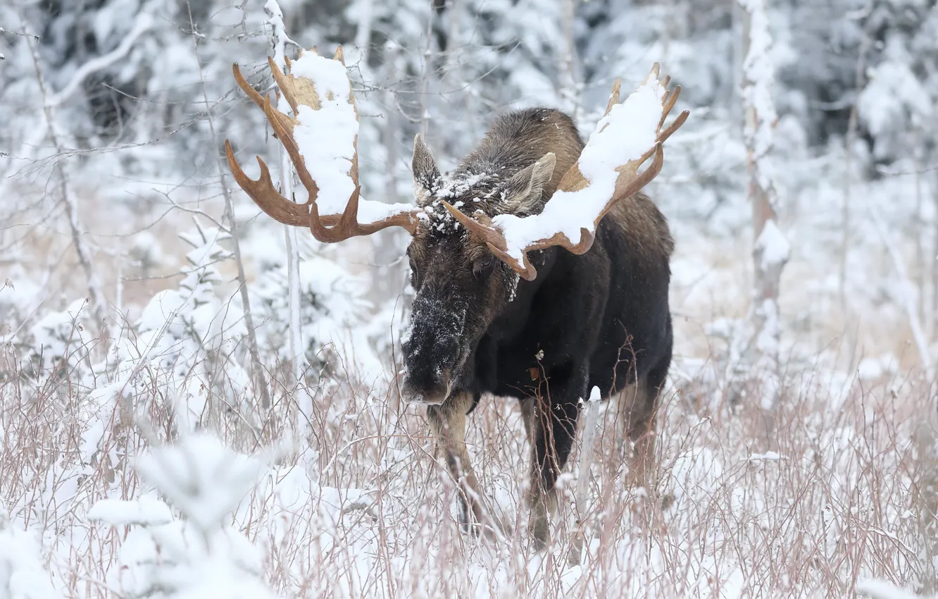 Photo wallpaper winter, nature, moose