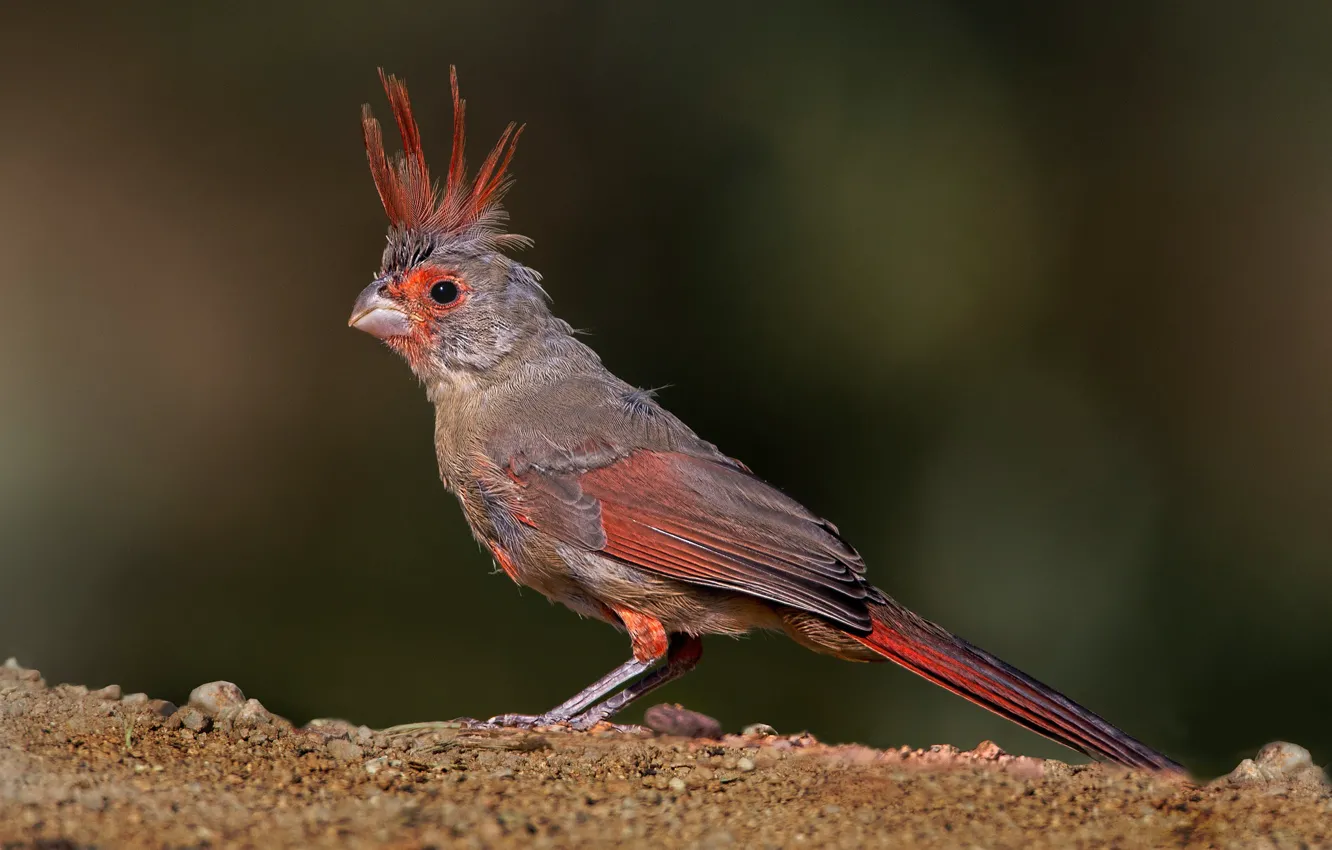Photo wallpaper bird, feathers, beak, tail, parrot cardinal