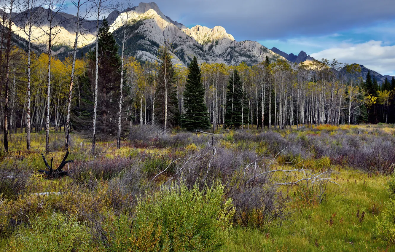 Photo wallpaper forest, grass, trees, mountains, nature, the bushes