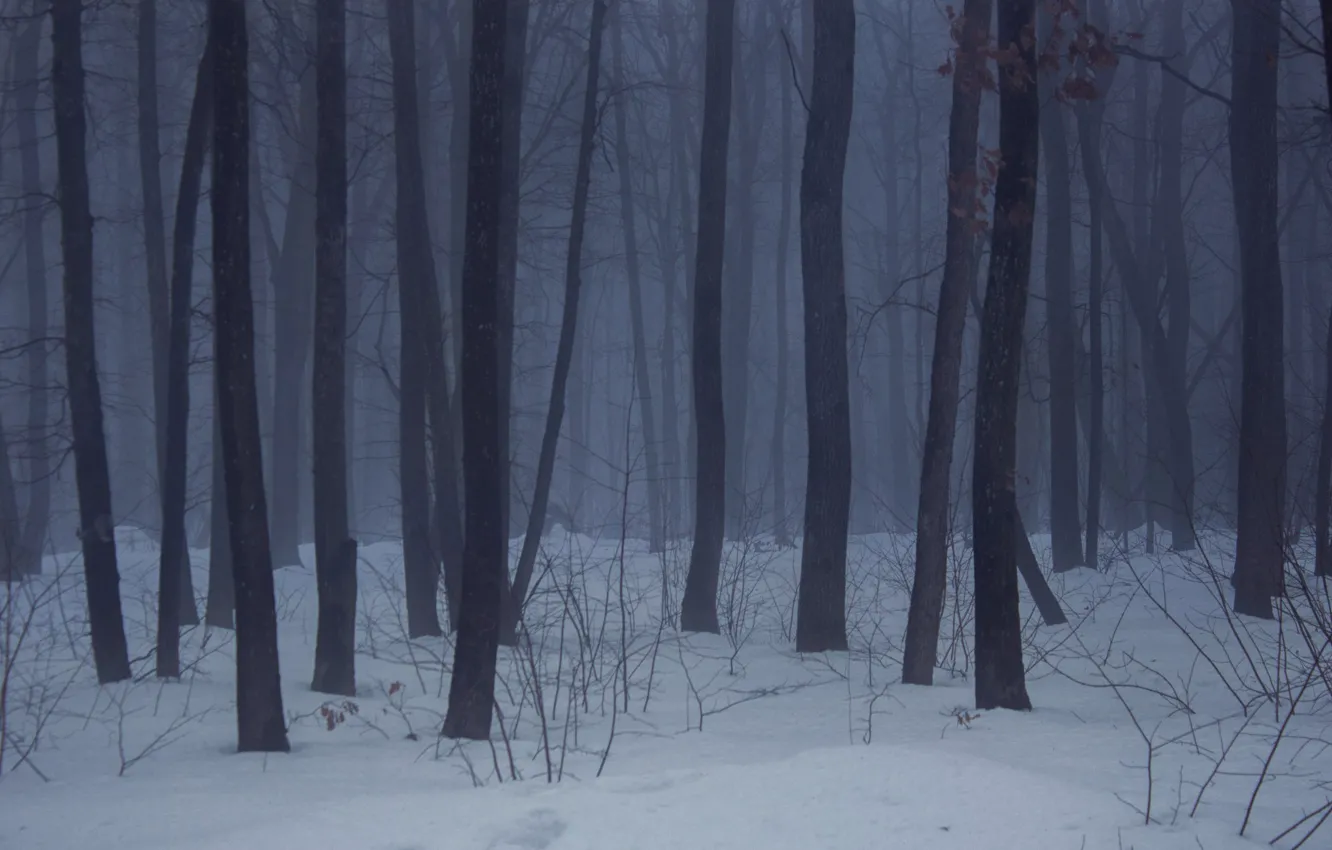 Photo wallpaper winter, forest, snow, nature, fog