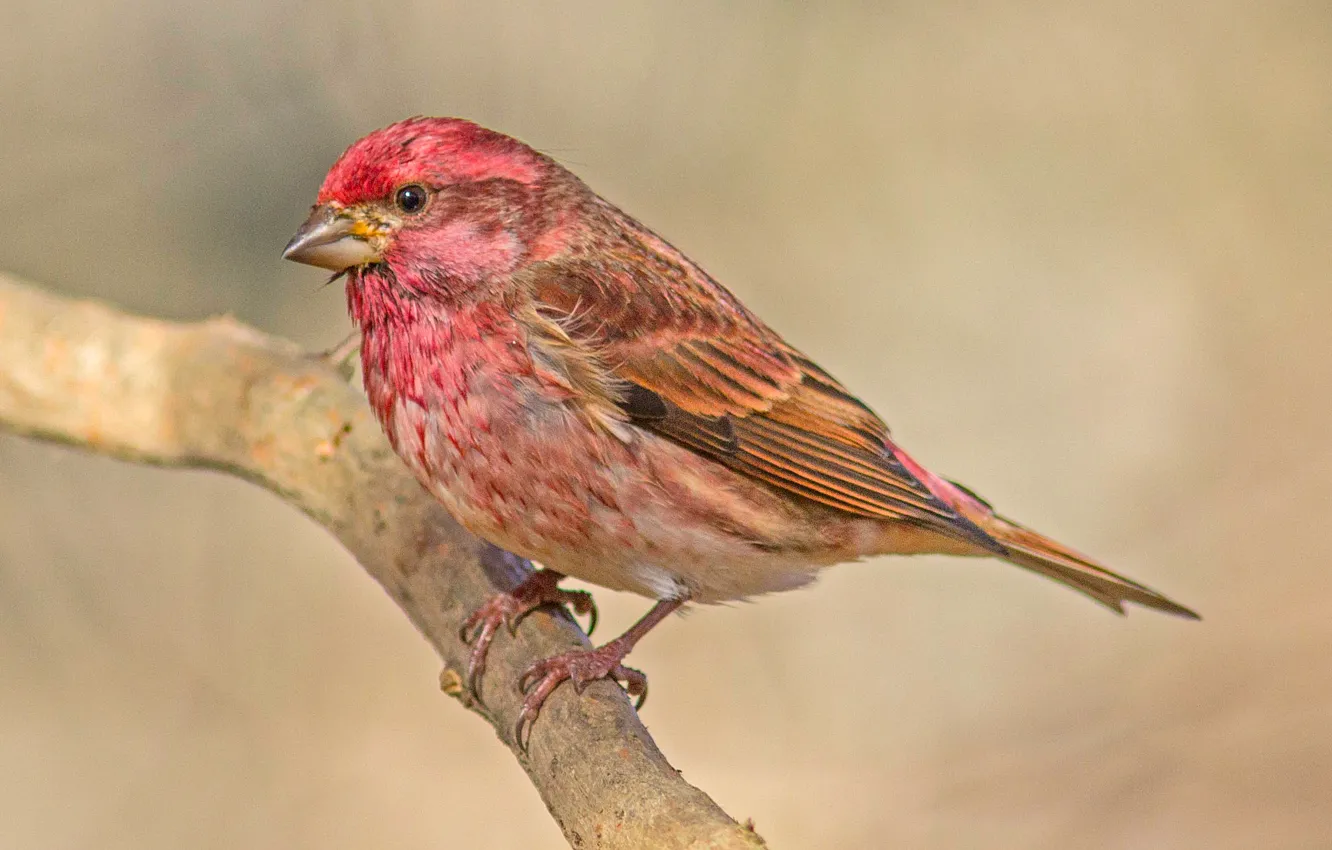 Photo wallpaper bird, color, branch, feathers, beak