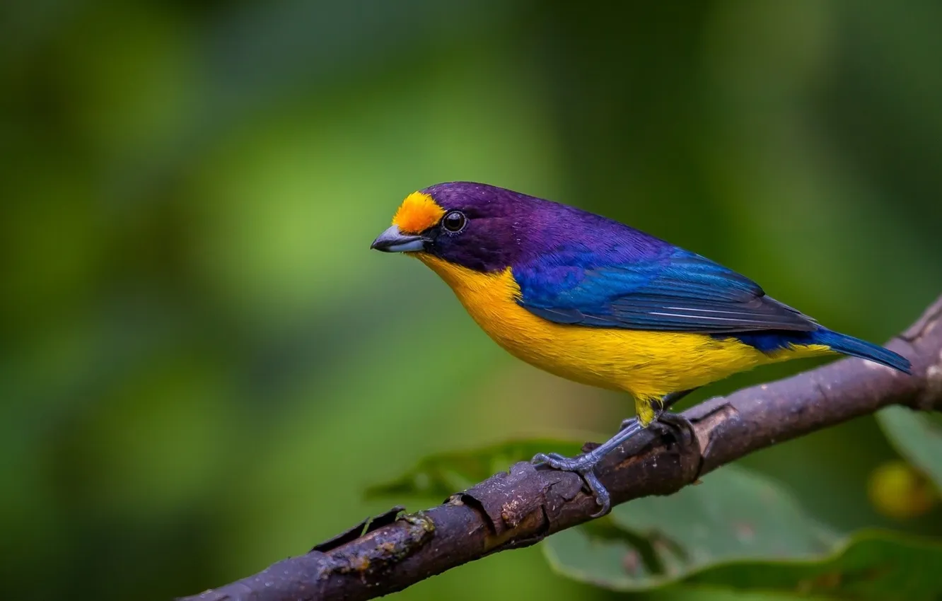 Photo wallpaper branches, beautiful, bird, bright color, microsemi