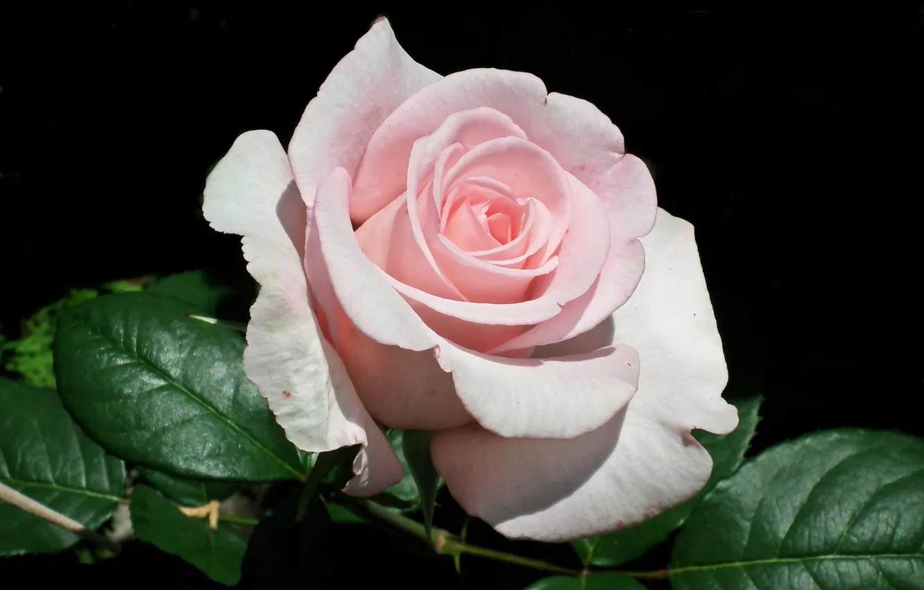 Photo wallpaper close-up, pink rose, the leaves of roses