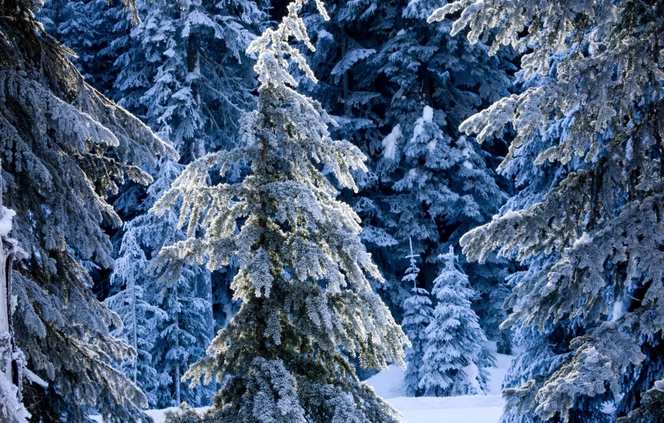 Photo wallpaper winter, forest, snow, winter, tree, spruce, the snow, fabulous