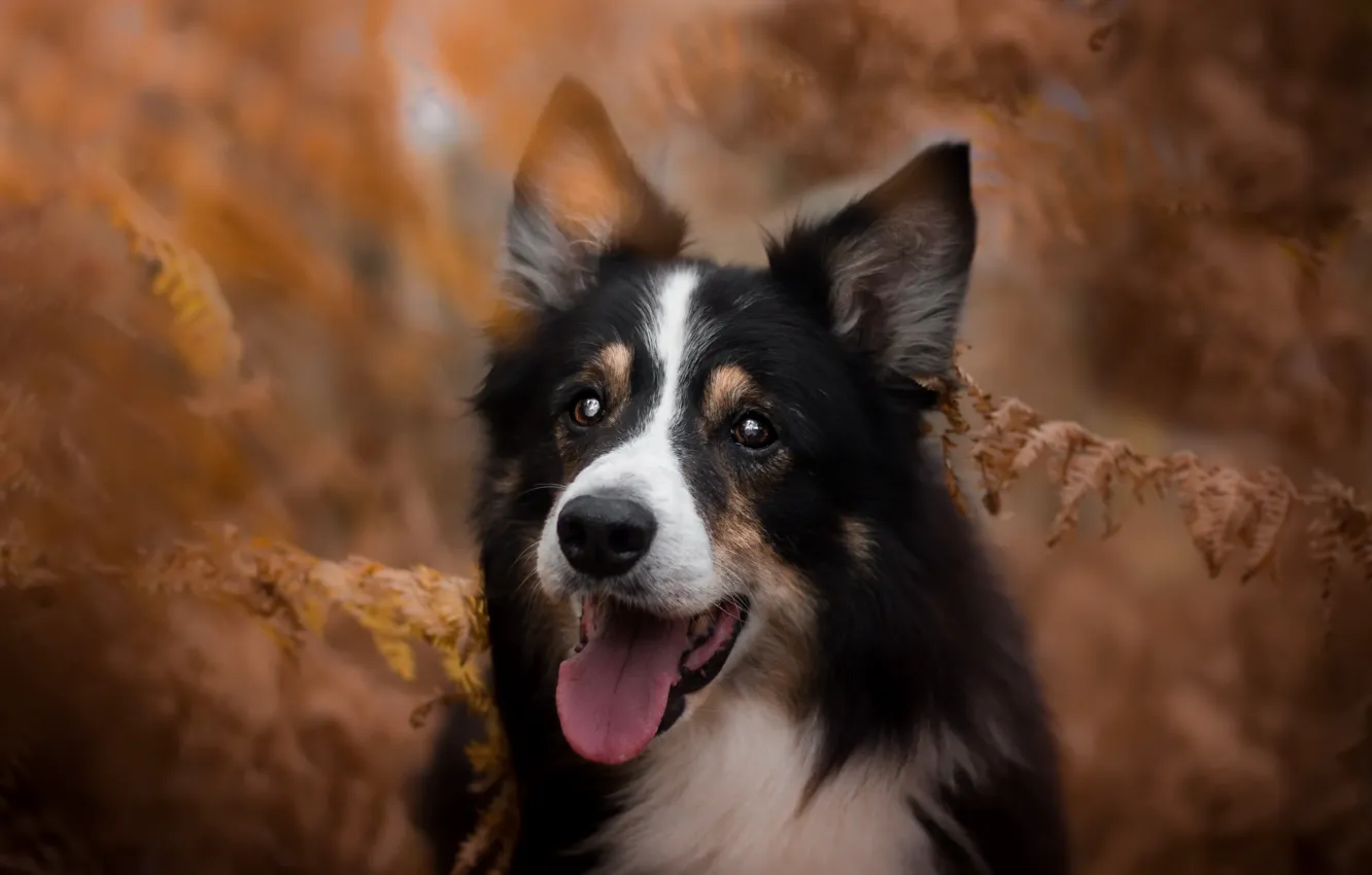 Photo wallpaper autumn, nature, dog