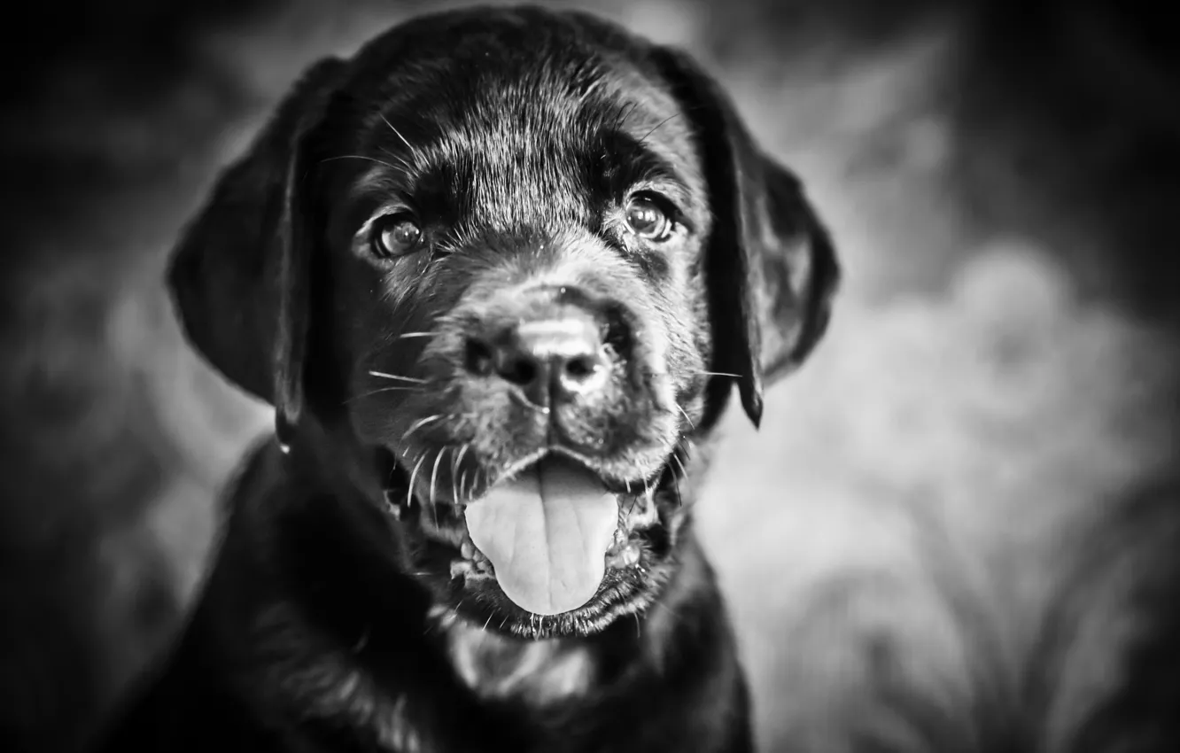 Photo wallpaper look, each, dog