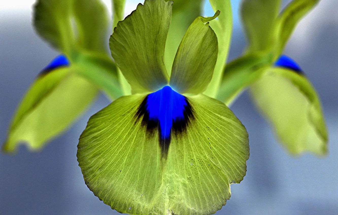 Photo wallpaper flower, petals, iris