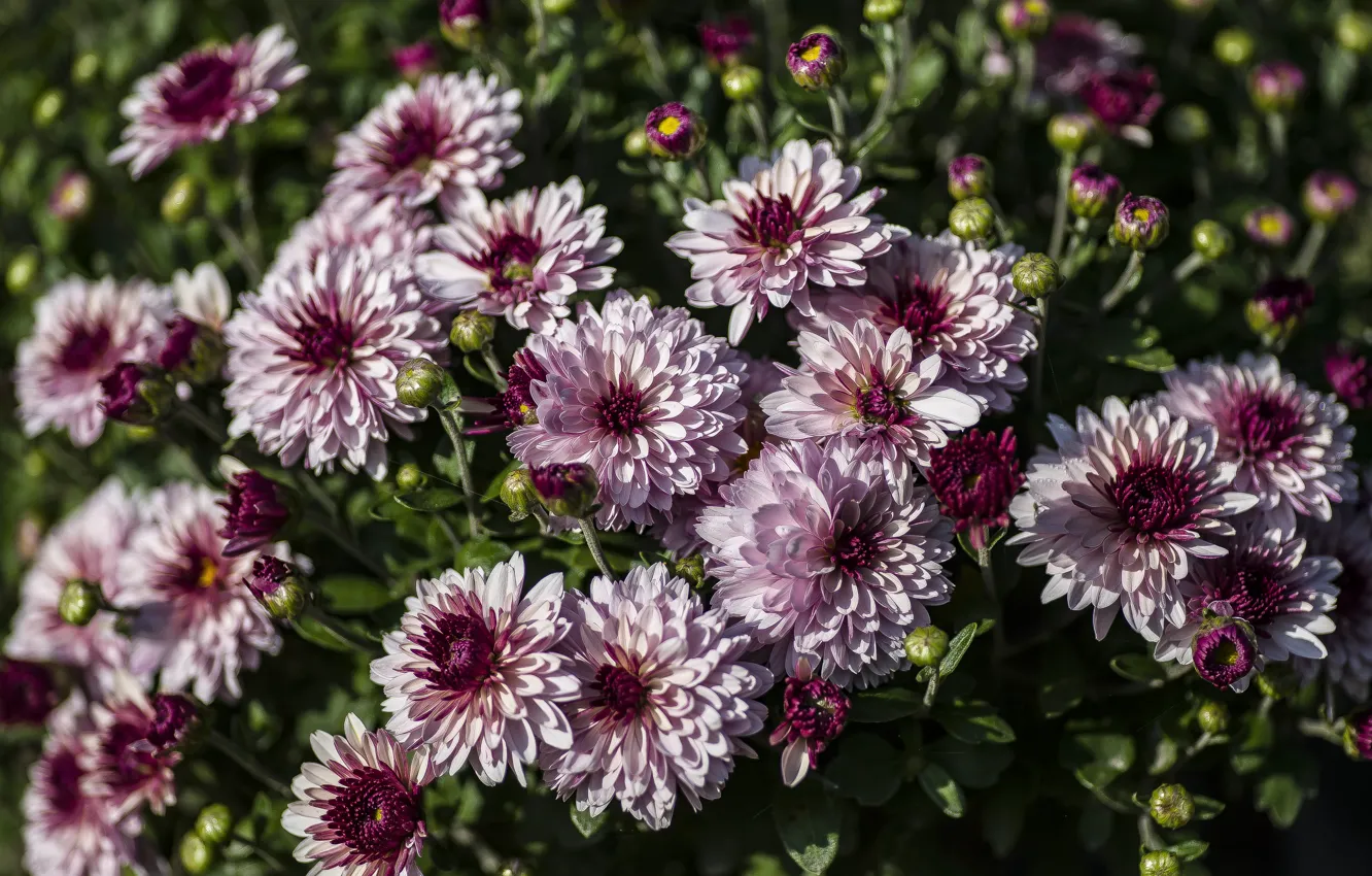 Photo wallpaper autumn, flowers, chrysanthemum