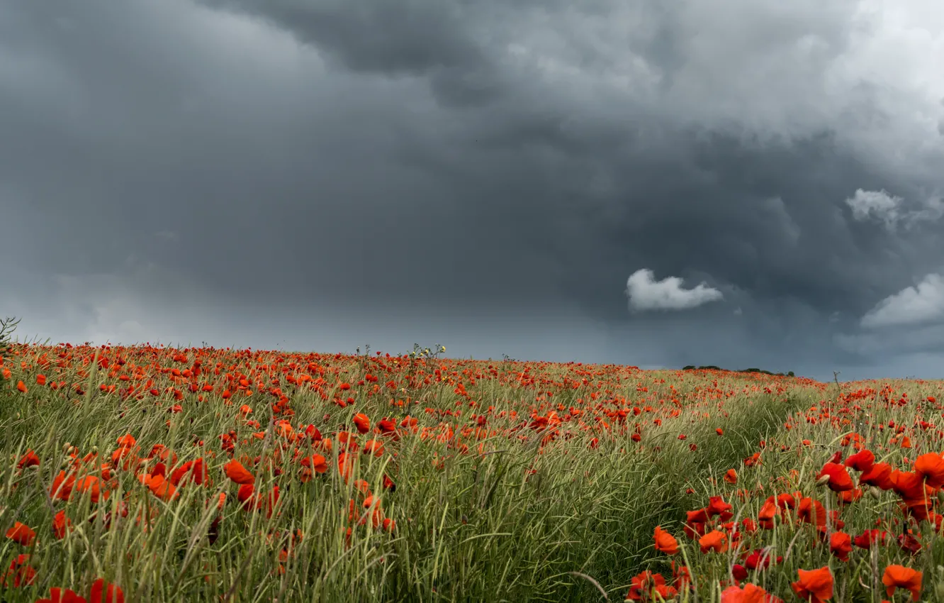 Photo wallpaper field, summer, the sky, clouds, flowers, red, clouds, Maki