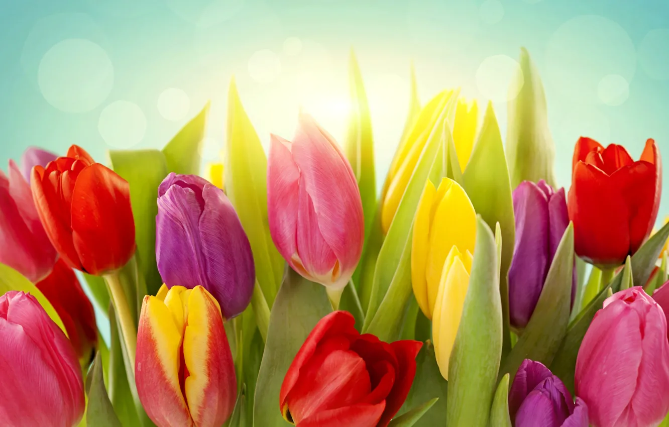 Photo wallpaper leaves, light, flowers, yellow, red, spring, tulips, pink