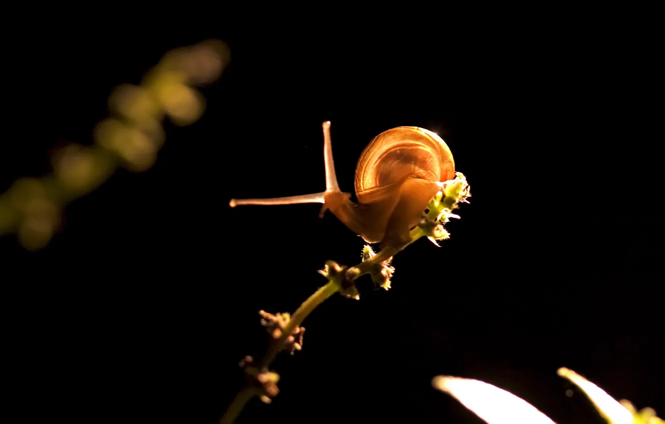 Photo wallpaper light, plant, snail