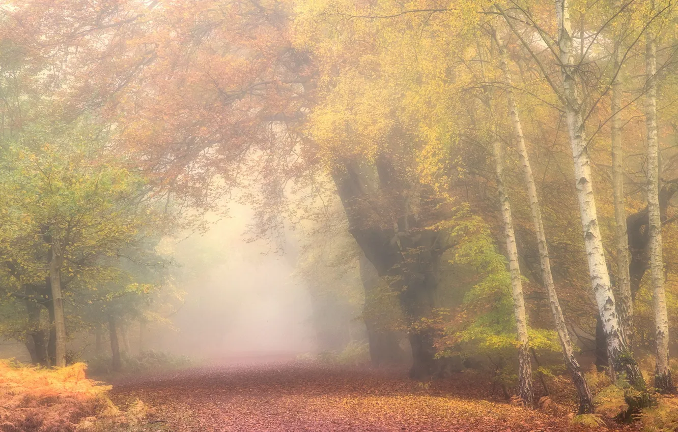 Photo wallpaper autumn, fog, Park
