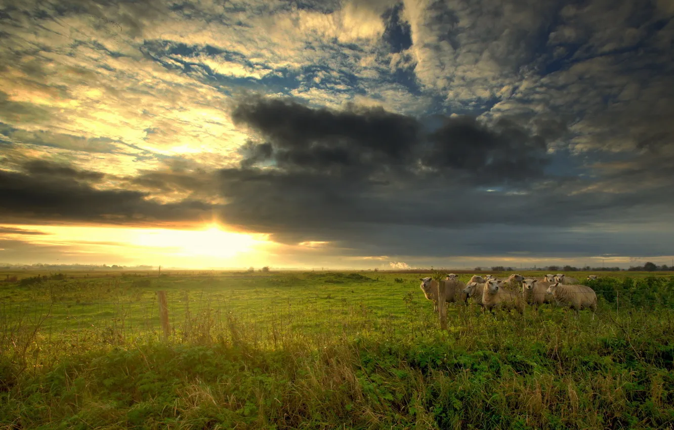 Photo wallpaper field, the sky, grass, clouds, sunset, sheep, dal, horizon