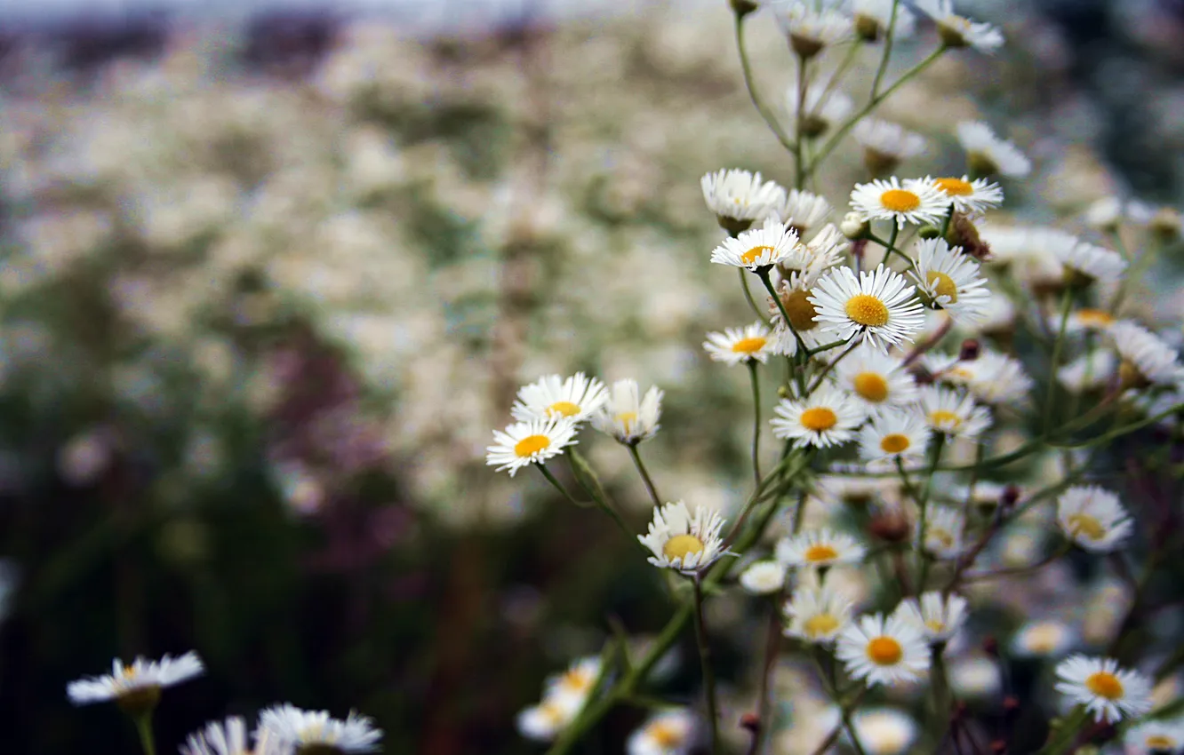 Photo wallpaper flowers, plant, chamomile