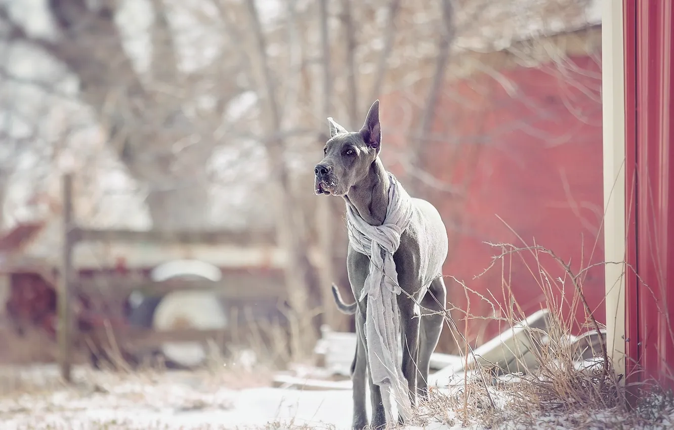 Photo wallpaper look, nature, each, dog