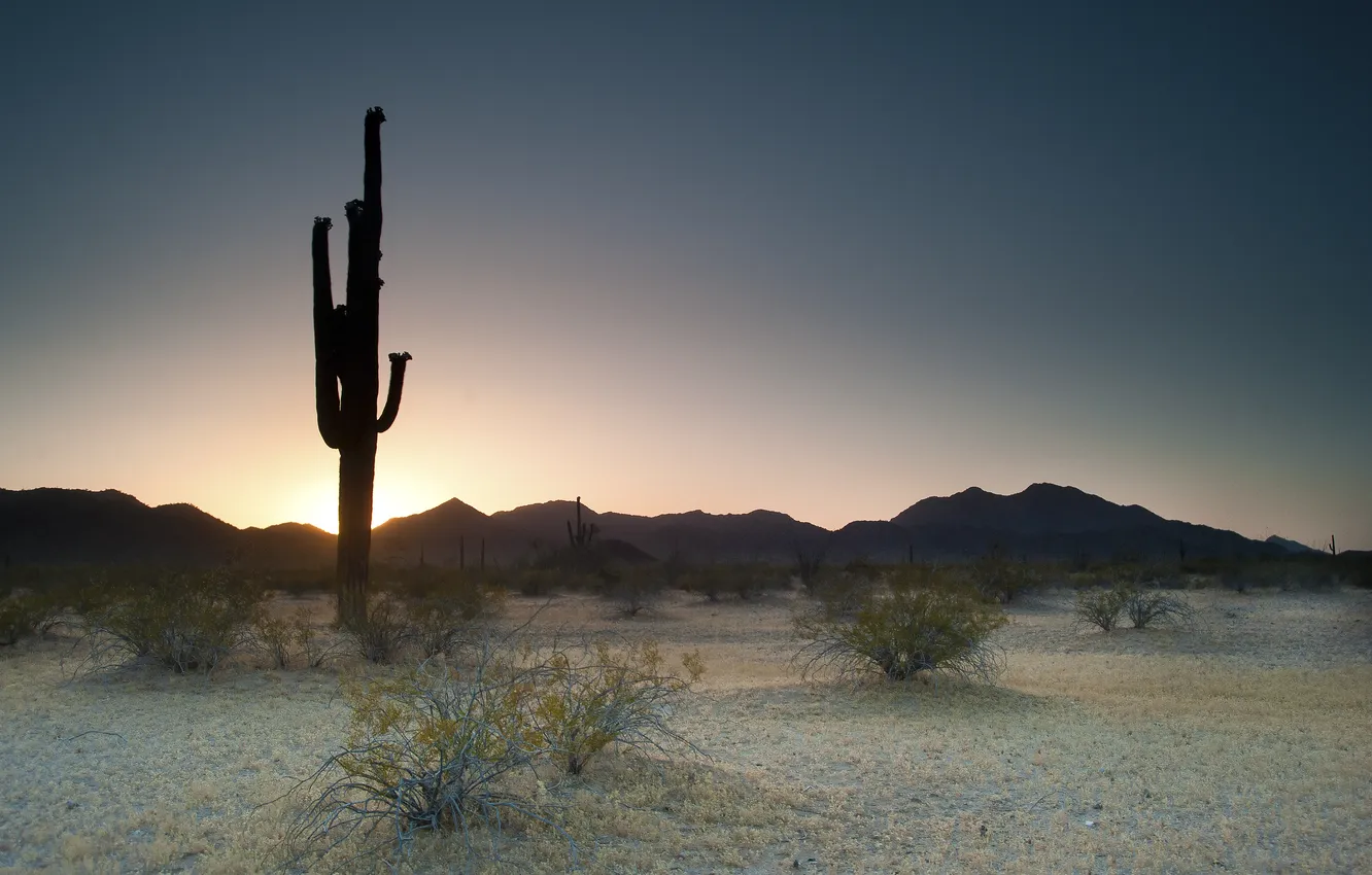 Photo wallpaper sunset, nature, the evening, cacti, sunset, Saguaro National Park