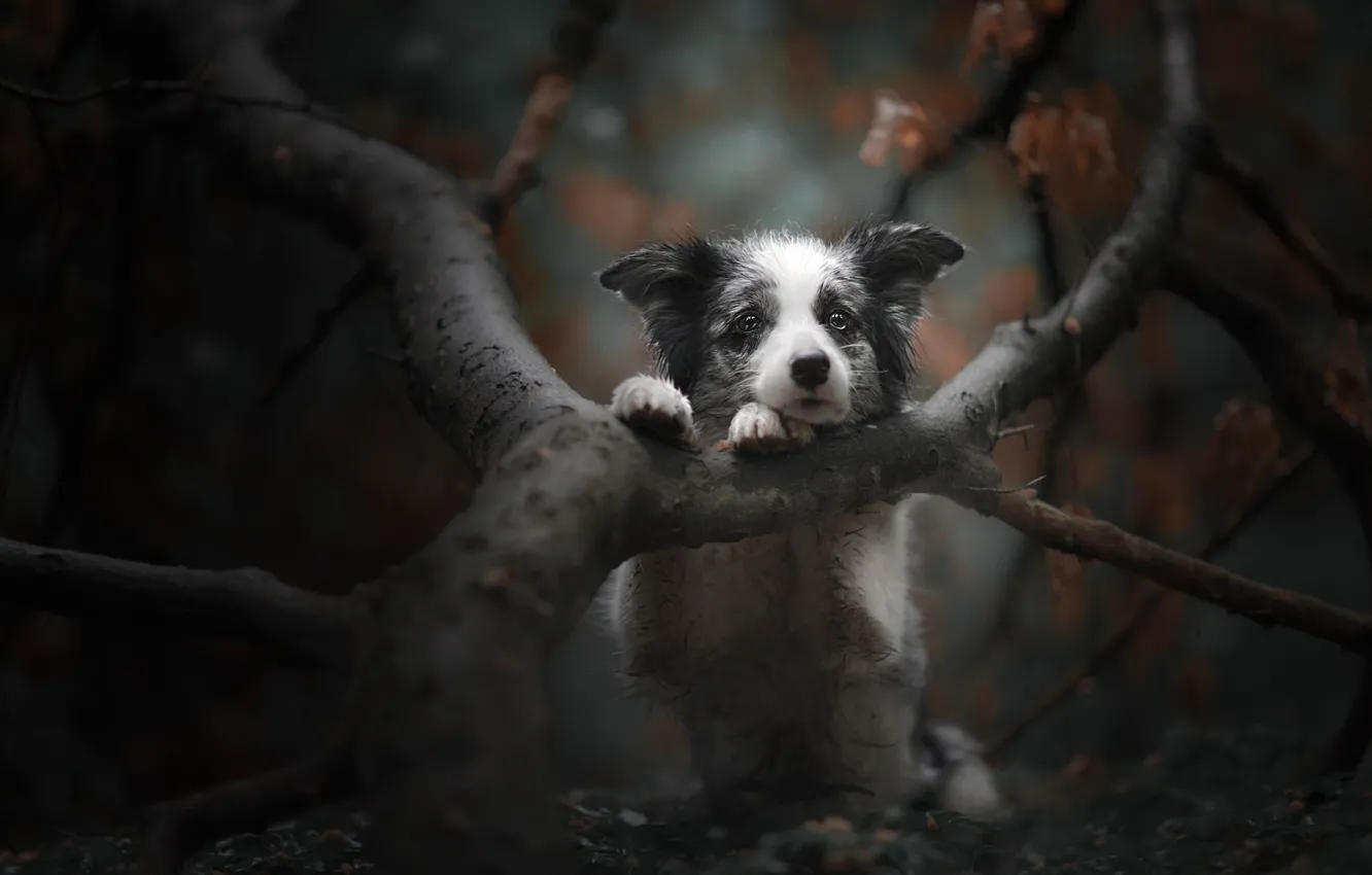 Photo wallpaper autumn, branches, tree, dog, a sad look, face, bokeh, doggie