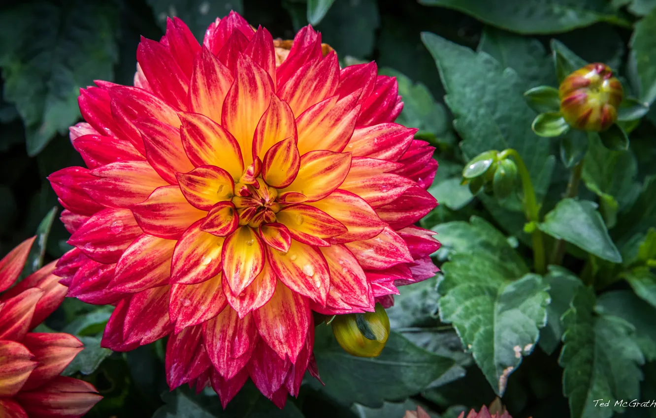 Photo wallpaper petals, buds, flowering, dahlias