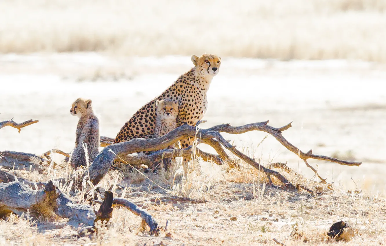 Photo wallpaper grass, stay, log, wild cats, cubs, cheetahs