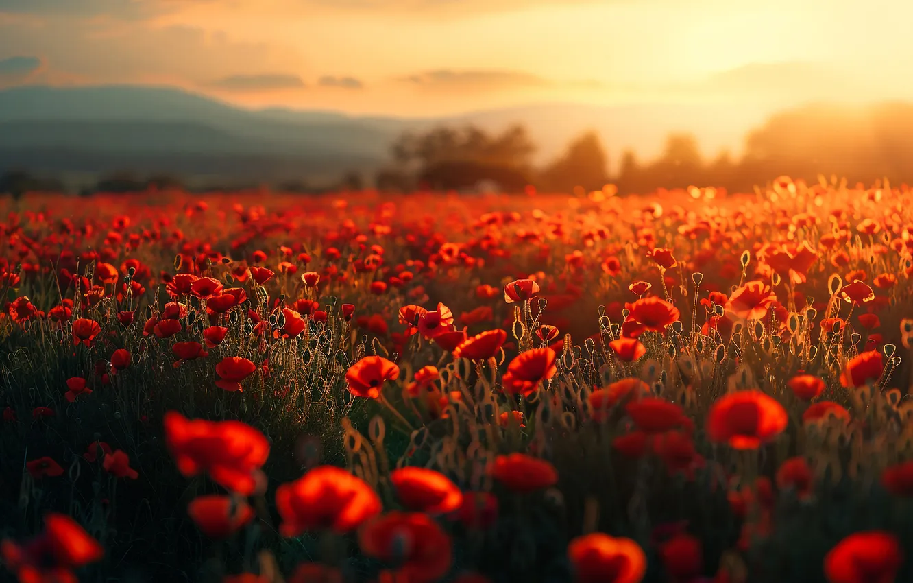 Photo wallpaper field, summer, the sky, the sun, rays, light, sunset, flowers