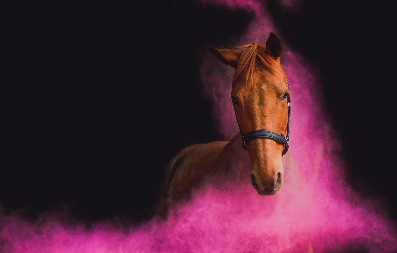Photo wallpaper look, face, horse, horse, color, portrait, pair, pink