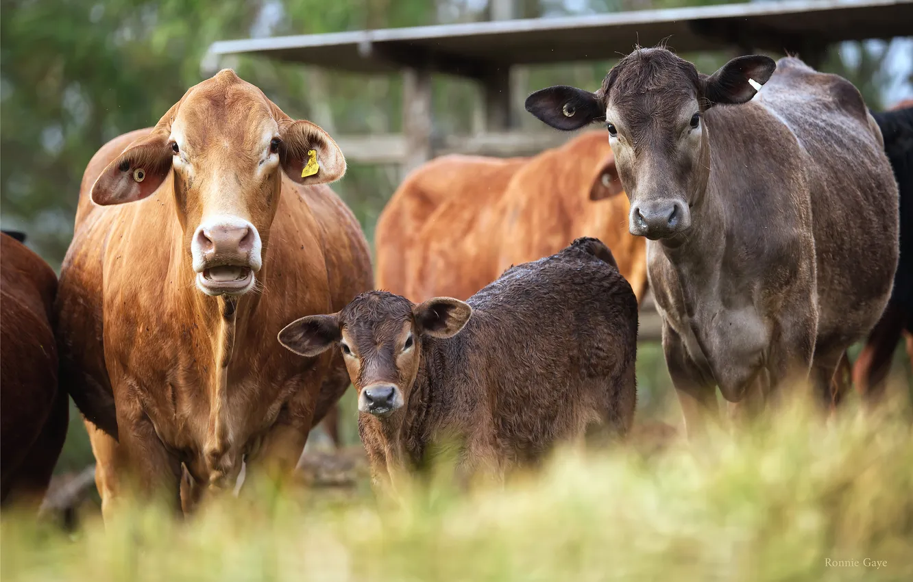 Photo wallpaper cows, baby, calf