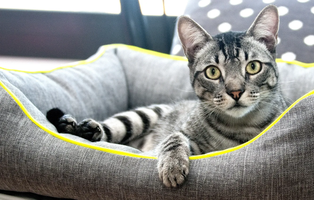 Photo wallpaper cat, cat, look, face, pose, comfort, grey, stay