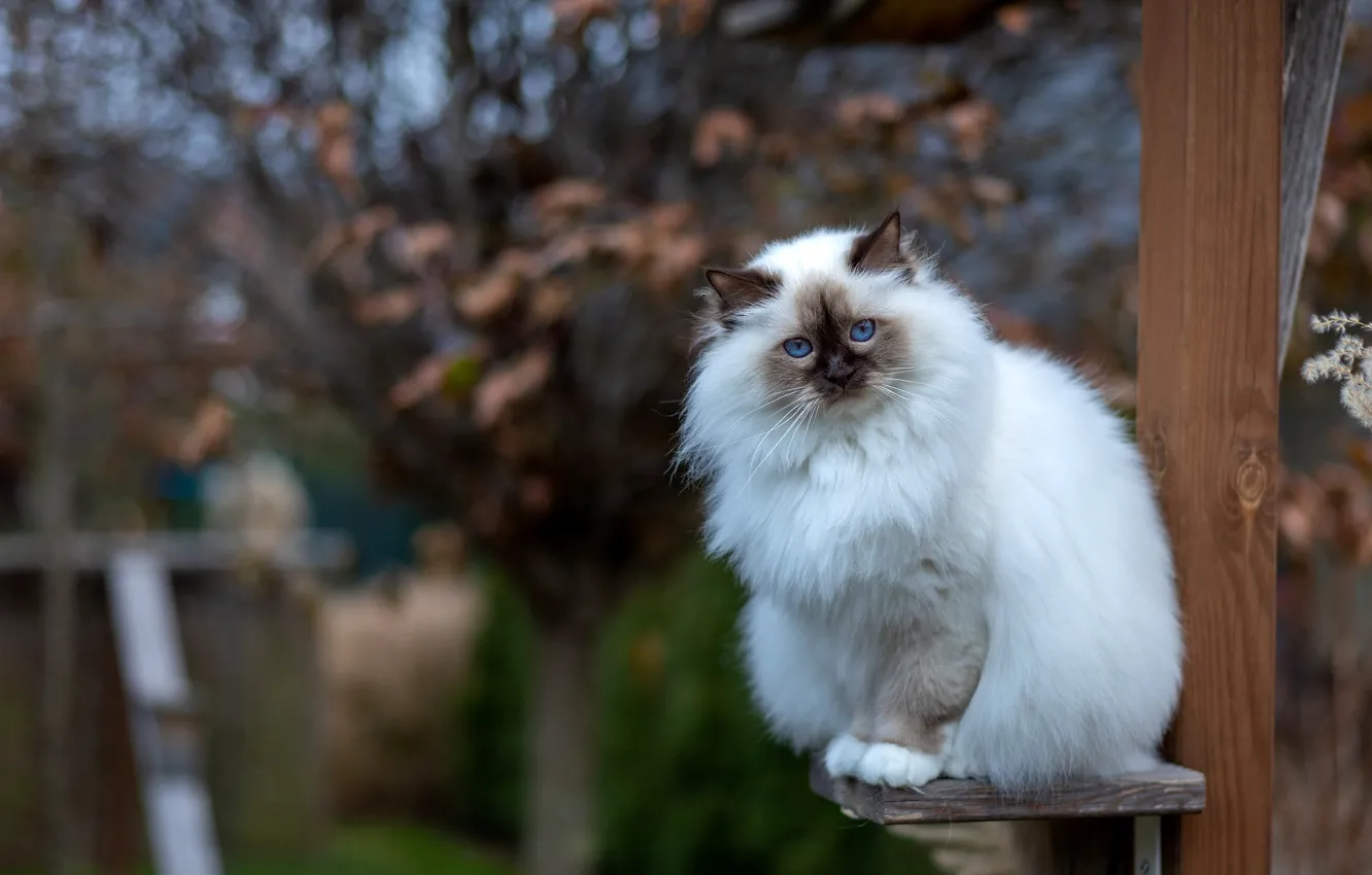 Photo wallpaper autumn, cat, white, cat, look, trees, branches, nature