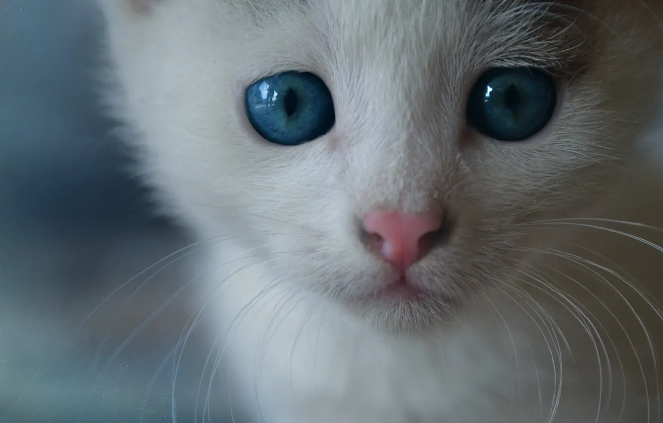 Photo wallpaper cat, cat, mustache, face, muzzle, kitty, blue eyes