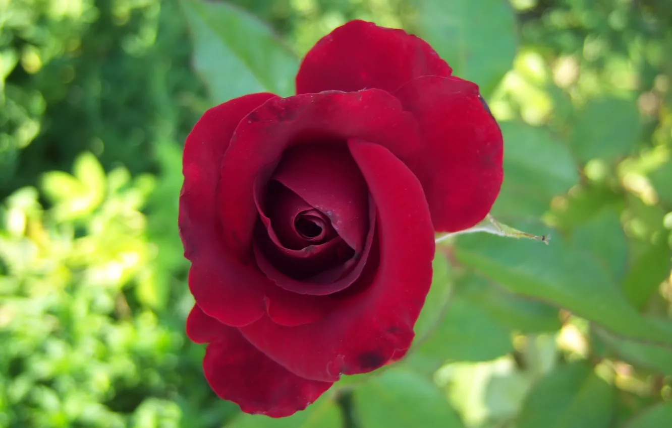 Photo wallpaper flower, background, rose, red, Meduzanol ©