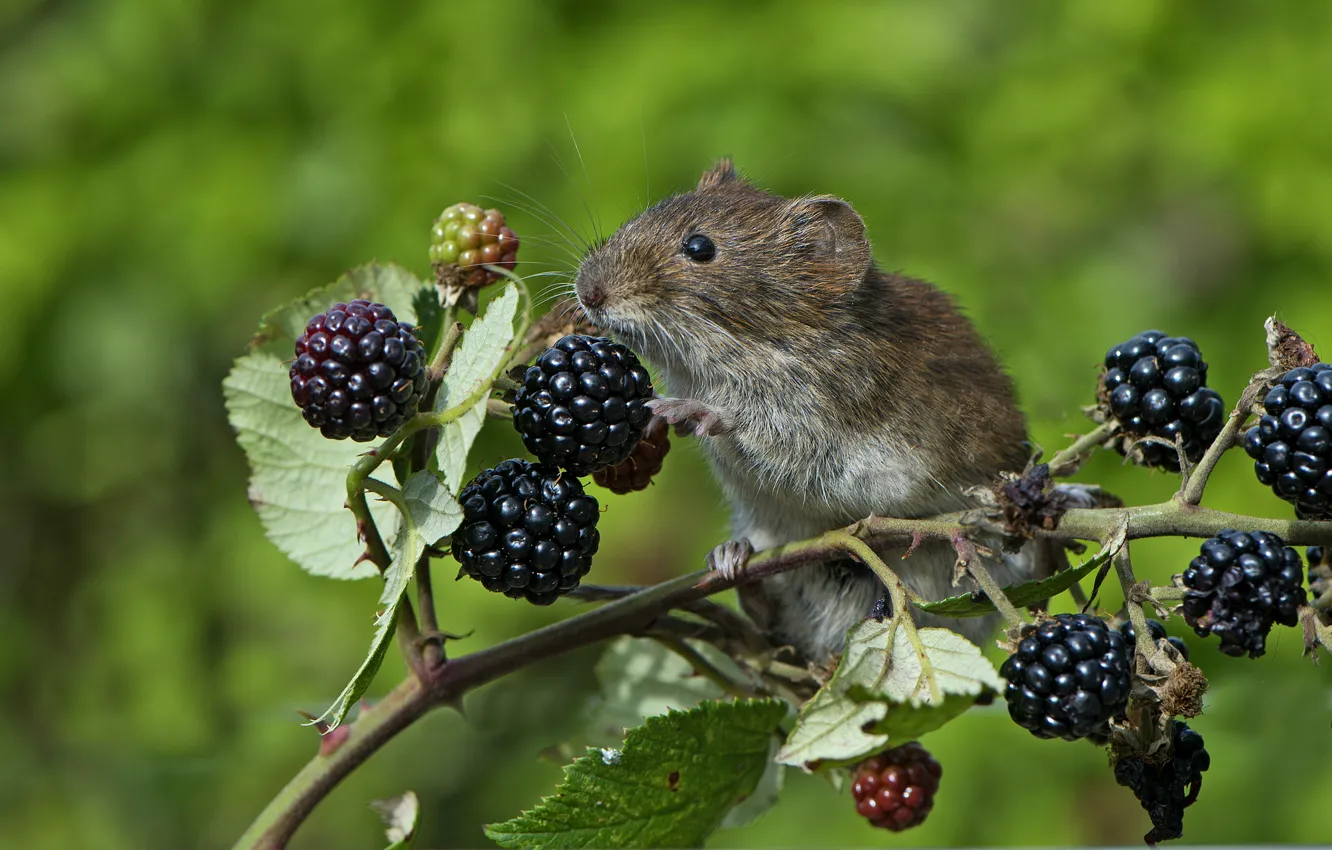 Photo wallpaper branches, berries, mouse, mouse, vole