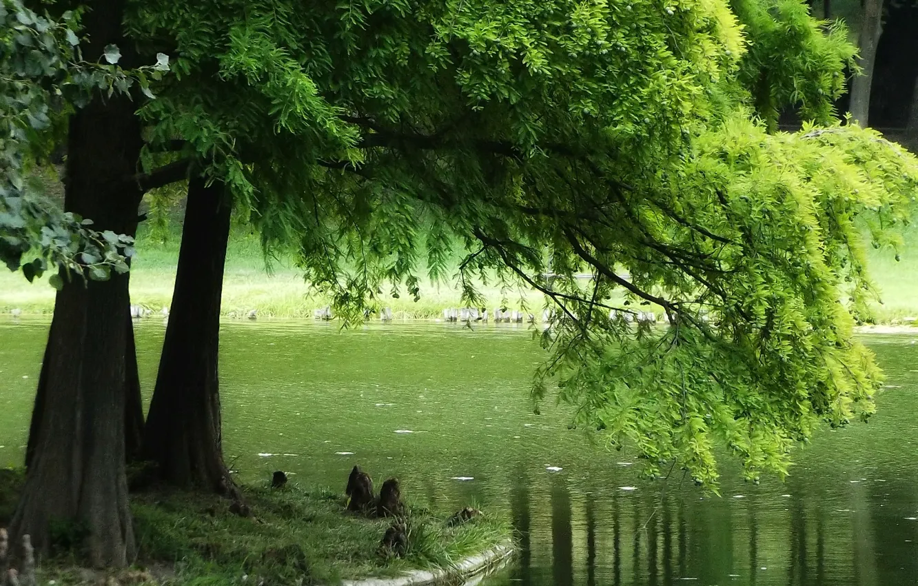 Photo wallpaper greens, summer, lake, green, summer, trees, nature, lake