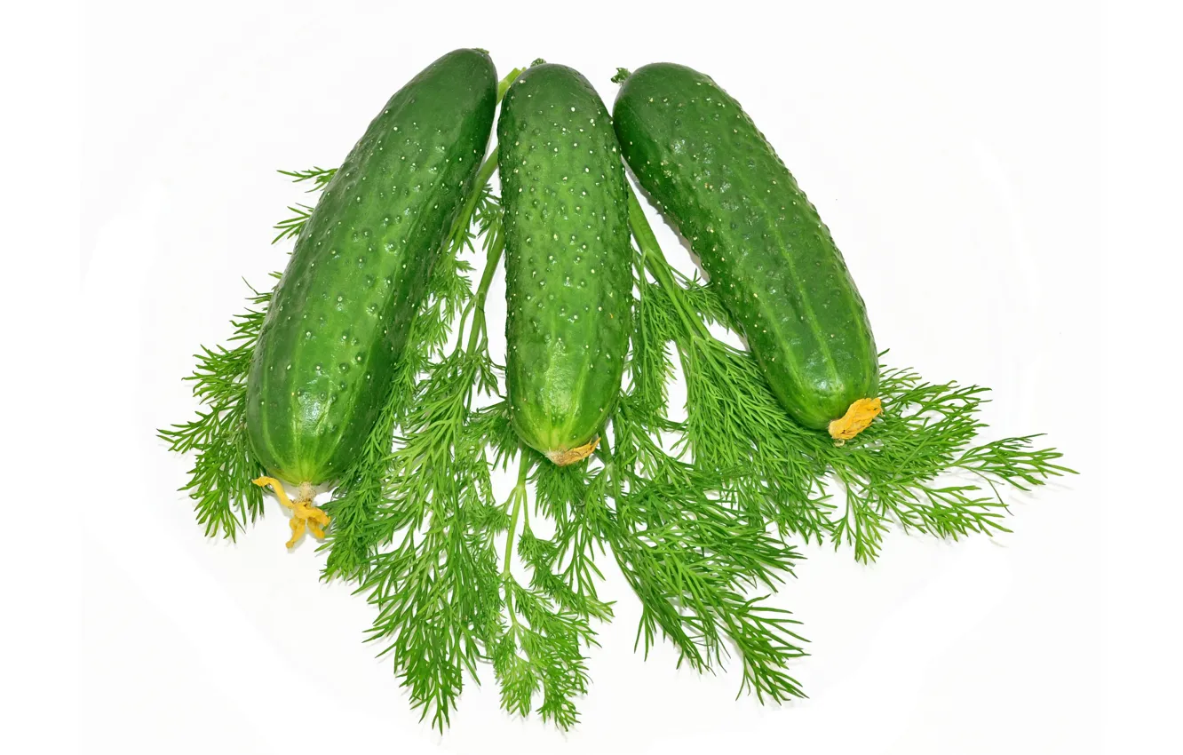 Photo wallpaper background, dill, cucumbers