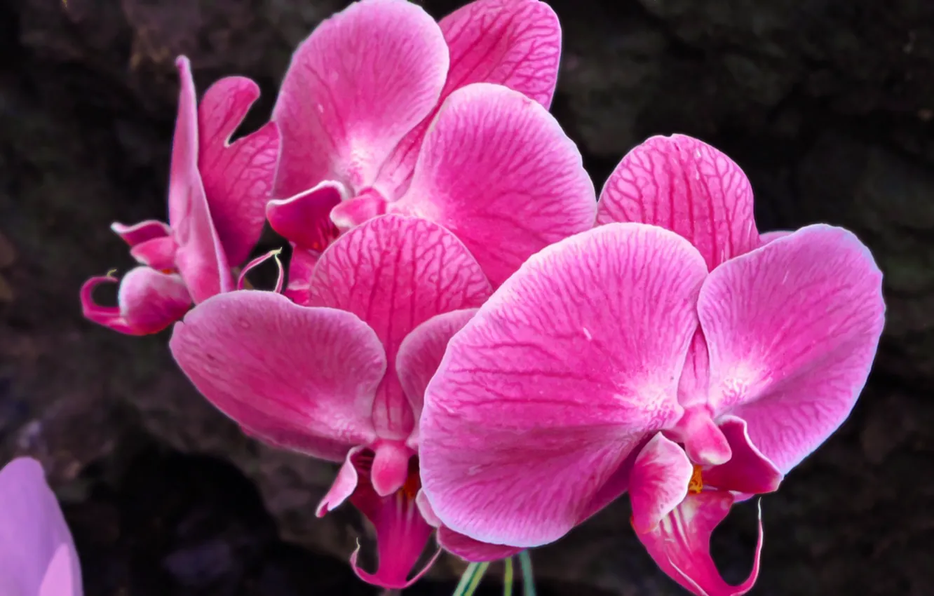 Photo wallpaper flowers, pink, Orchid