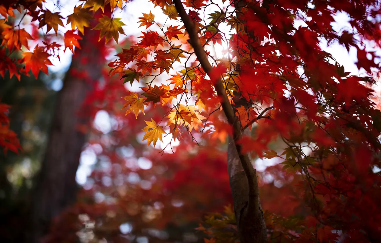 Photo wallpaper autumn, leaves, trees, Japanese maple