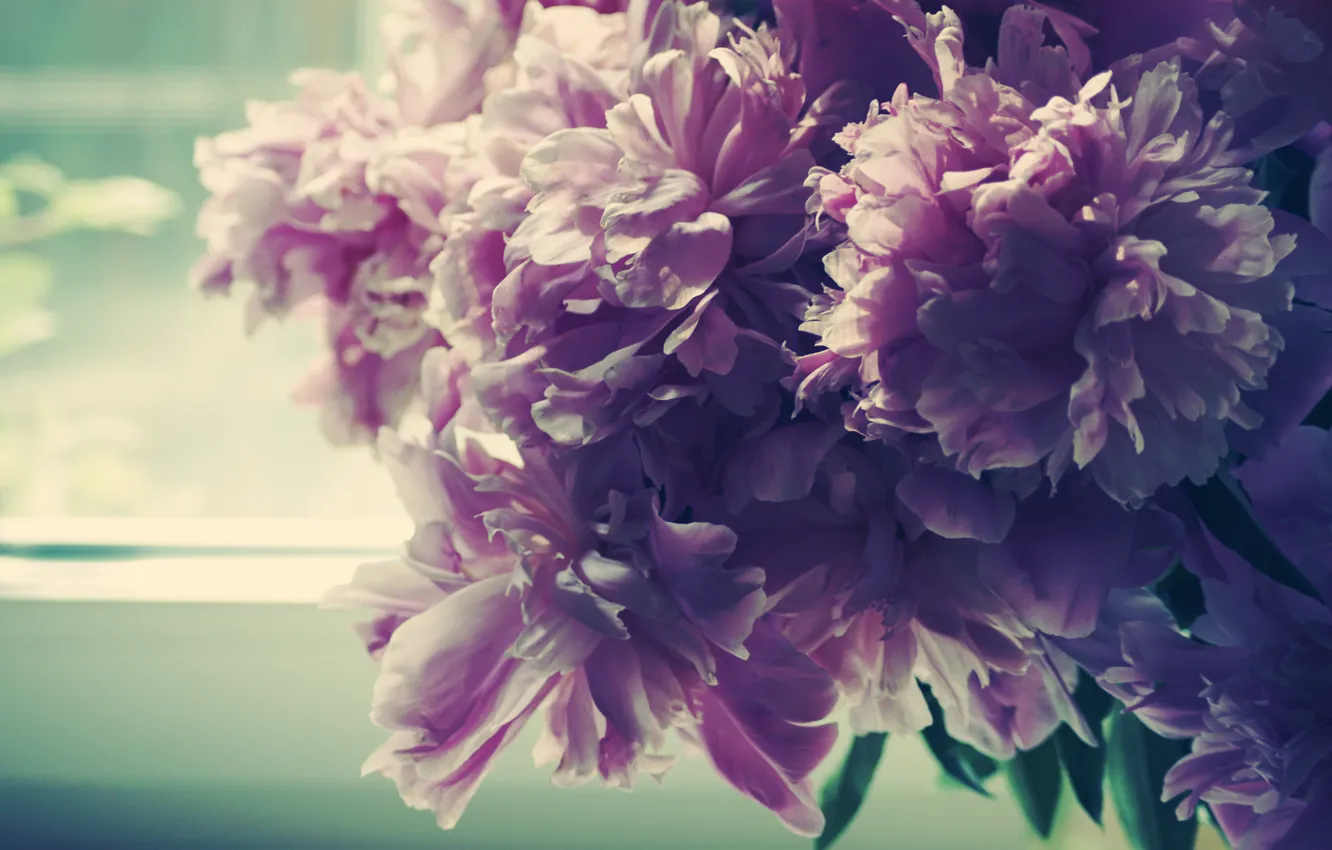 Photo wallpaper morning, petals, Bud, window, peonies