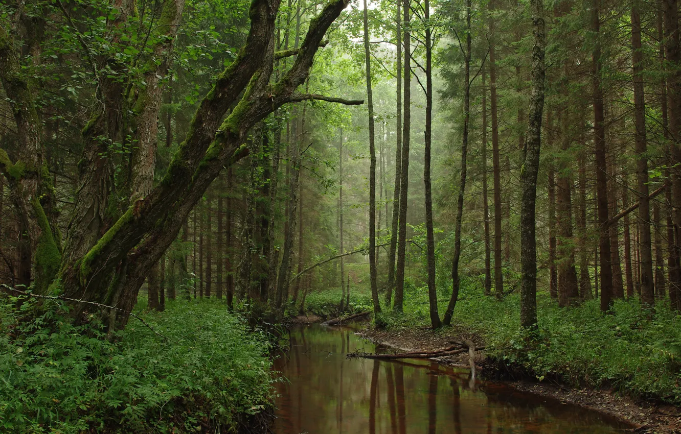 Photo wallpaper forest, trees, nature, Estonia, river, Estonia, The tarvas River, Tarvasygi