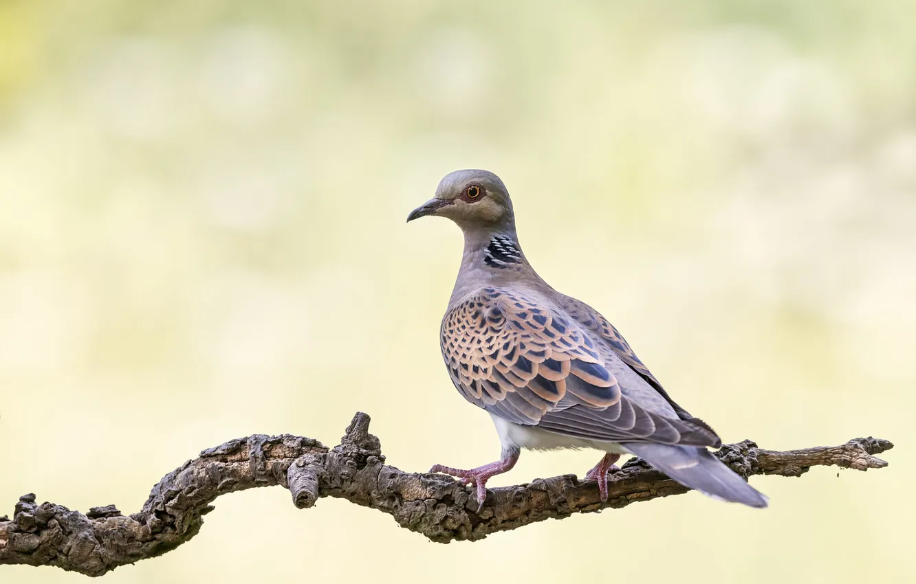 Photo wallpaper branches, background, bird, pigeons